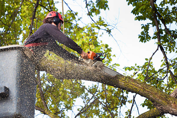 Best Hazardous Tree Removal  in Whitley City, KY